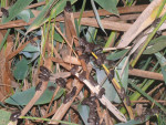 Jonge melkkikkers Pantanal